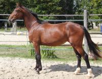 Vente de cheval : Malaga de la Bride 