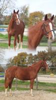 Vente de cheval : Marley de la Bride 