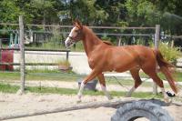 Vente de cheval : Kalidja de la Bride