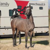 Vente de cheval : K 