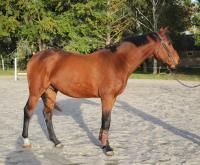 Vente de cheval : L ninio de la bride