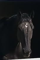 Vente de cheval : Blacky