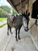 Vente de poney