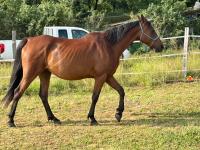 Vente de cheval : ETHOS OKKOMUT