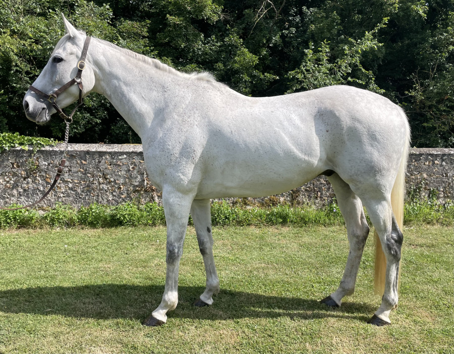 Vente de cheval : Horse Maha