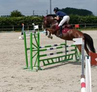 Vente de cheval : Kenzo