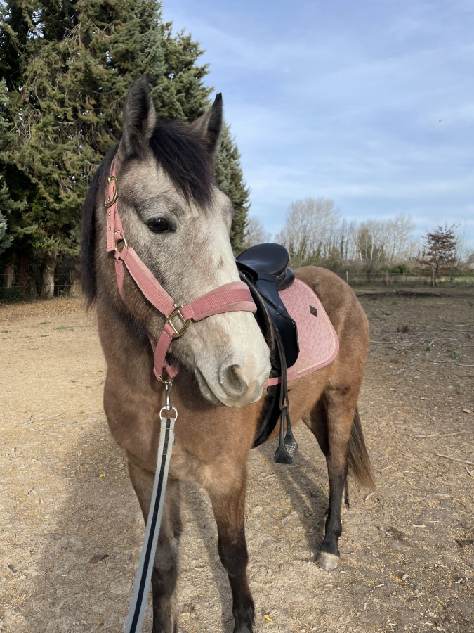 Vente de cheval : Lili du Rchaussier 