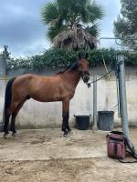 Vente de cheval : dayron de laurore