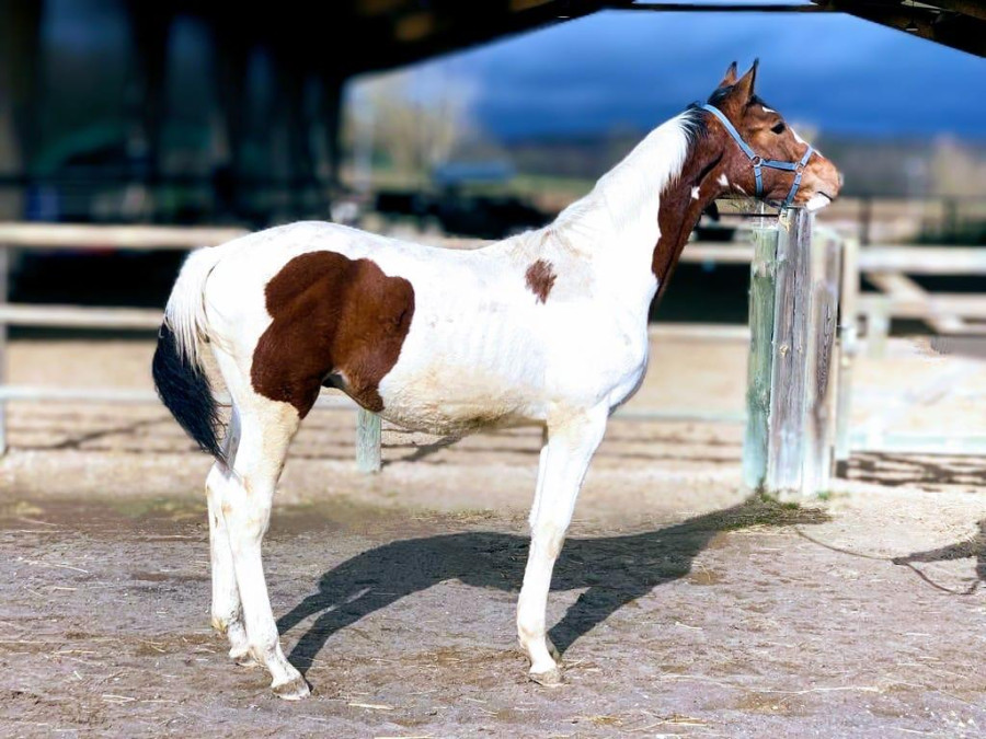 Vente de cheval : Morningstar du mille 