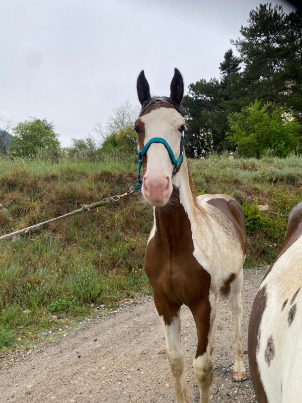 Vente de cheval : Hold up 
