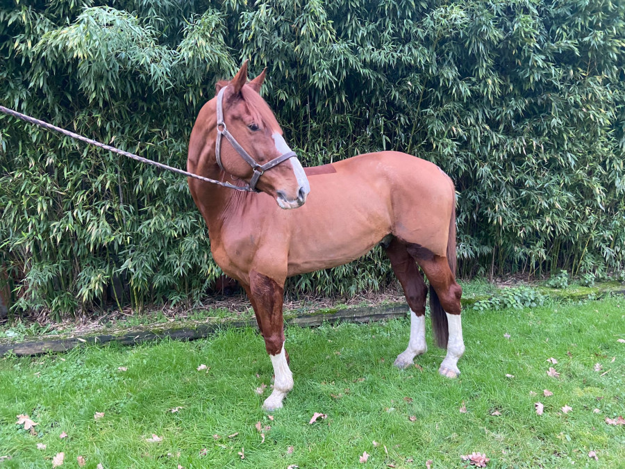 Vente de cheval : Cyrhus paradise 