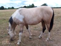 Vente de cheval : Popcorn la Fantasia