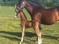 Vente de cheval : Hazevern high flyer 