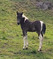 Vente de cheval : Prince 