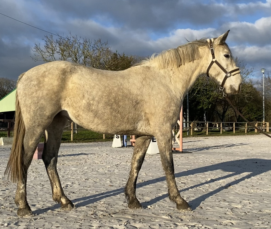 Vente de cheval : Caprichosa 