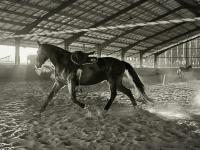 Vente de cheval : Bacoumba de Riverland