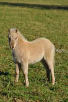 Vente de poney