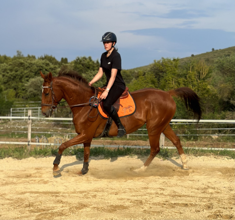 Vente de cheval : Le beau tnbreux 