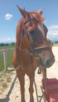 Vente de cheval : Yellow 