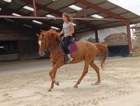 Vente de cheval : Hyellow Boy Lison 