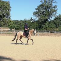 Vente de cheval : PHARAON