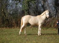 Vente de cheval : Vaika du loup