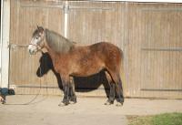 Vente de cheval : islande