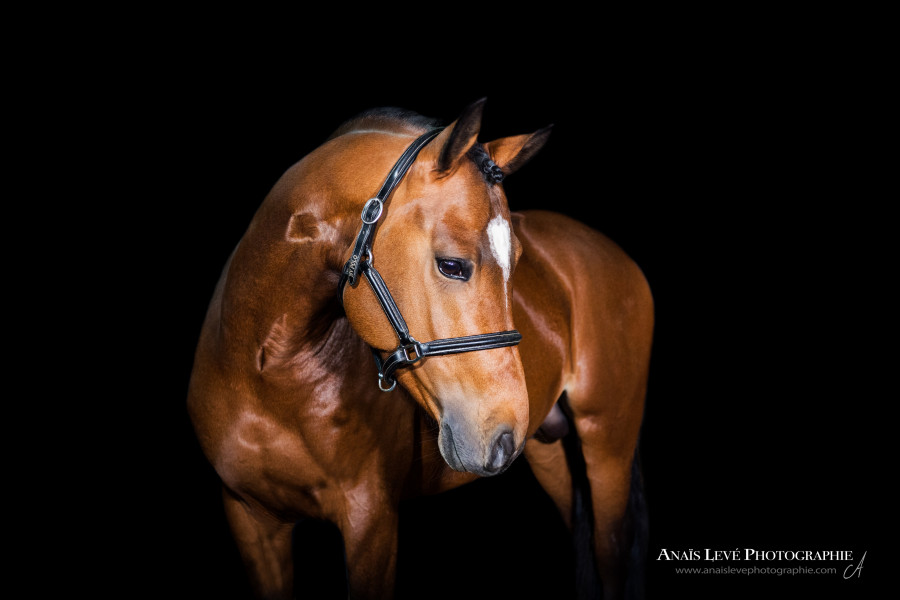 Photographe équin basée en Occitanie | ChevalAnnonce.com
