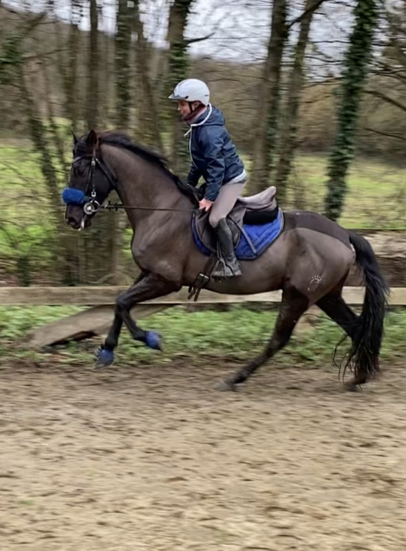 Vente de cheval : Eeus