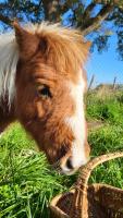 Vente de poney