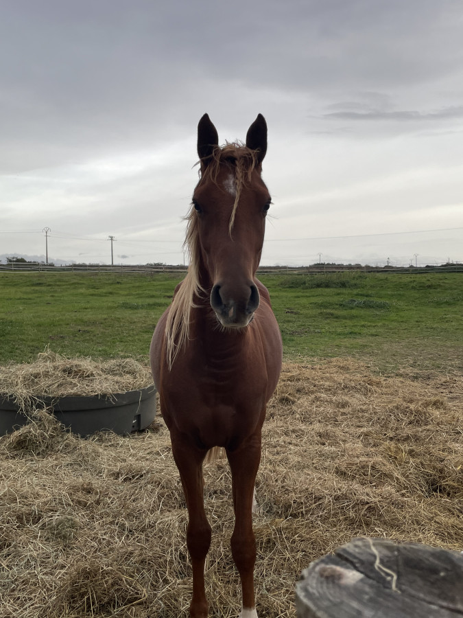 Cheval alezan a vendre hotsell
