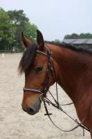 Vente de cheval : clara de verpilleres