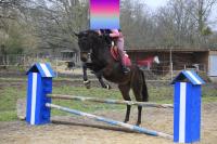 Vente de cheval : FULL