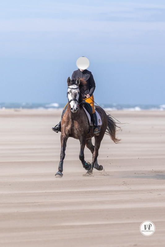 Vente de cheval : Hollejo