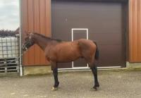 Vente de cheval : Lucky