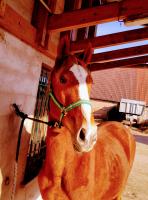 Vente de cheval : Lolita 