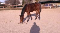 Vente de cheval : Only you