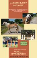 Vente de poney