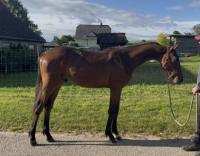 Vente de cheval : Only you