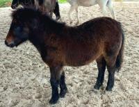 Vente de poney