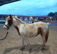 Vente de poney