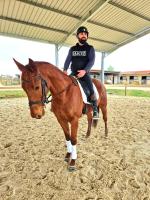Vente de cheval : BOIS COMBRAY 