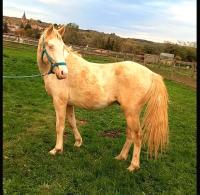 Vente de poney