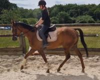 Vente de cheval : KATLINGUR