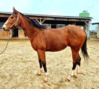 Vente de cheval : Marcus