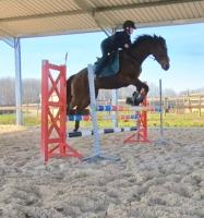 Vente de cheval : LA PARESSE 