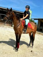 Vente de cheval : Recelosa 