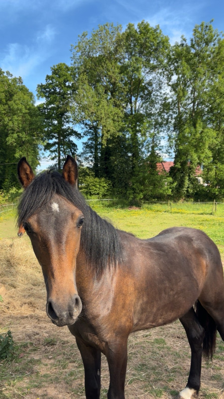 Vente de poney