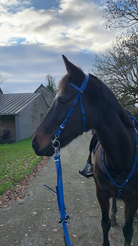 Vente de cheval : Zora 
