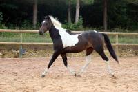 Vente de cheval : KALINE DE ROUFFIGNY